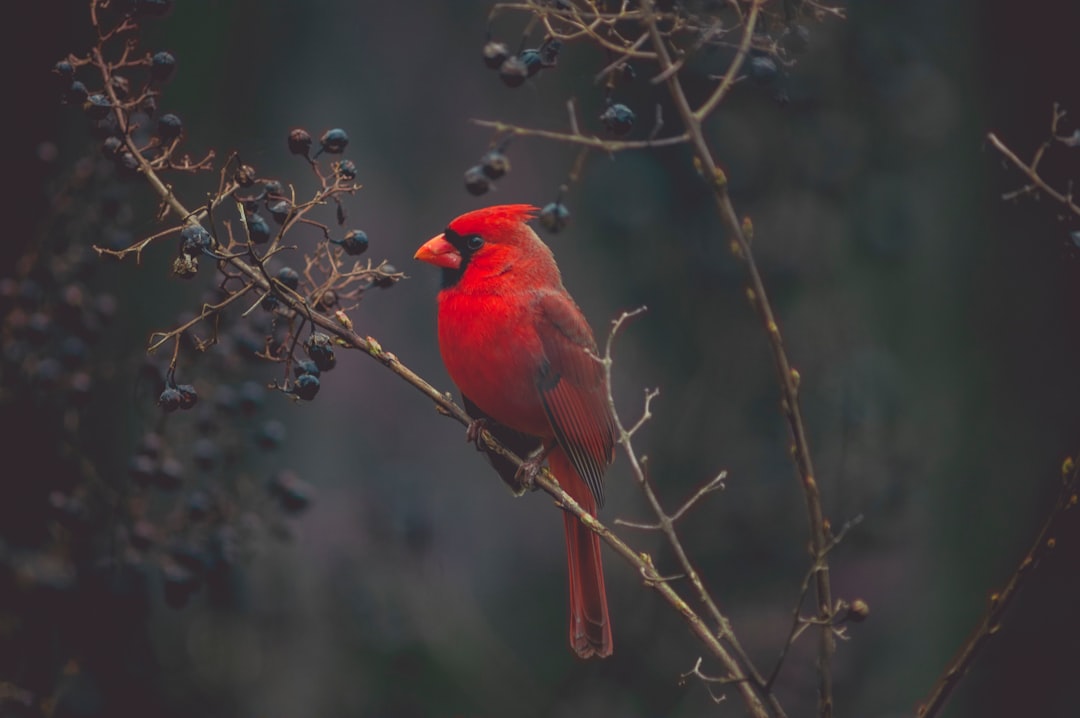 Red Cardinal